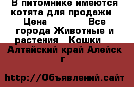 В питомнике имеются котята для продажи › Цена ­ 30 000 - Все города Животные и растения » Кошки   . Алтайский край,Алейск г.